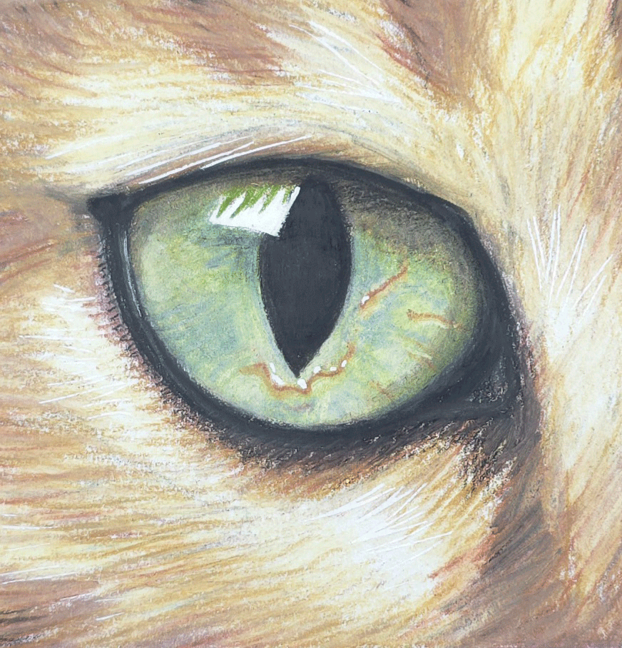 Workshop Kattenoog tekenen met Derwent Lightfast